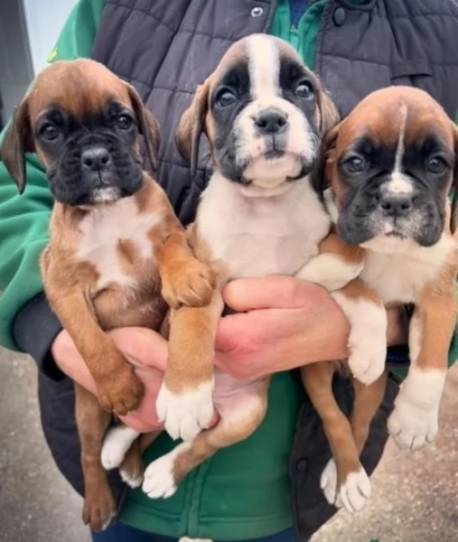 CUCCIOLI DI BOXER ALLEVATI CON AMORE per adozione | Foto 1