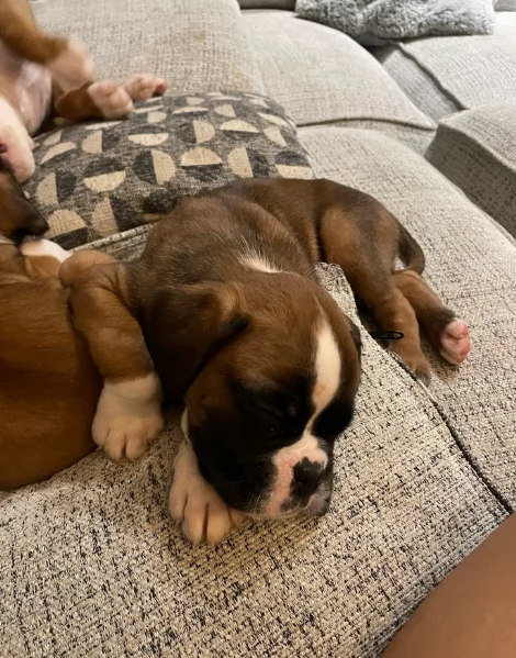 CUCCIOLI DI BOXER ALLEVATI CON AMORE per adozione