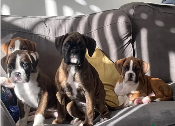 CUCCIOLI DI BOXER ALLEVATI CON AMORE per adozione | Foto 3