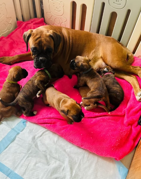 CUCCIOLI DI BOXER ALLEVATI CON AMORE per adozione | Foto 2