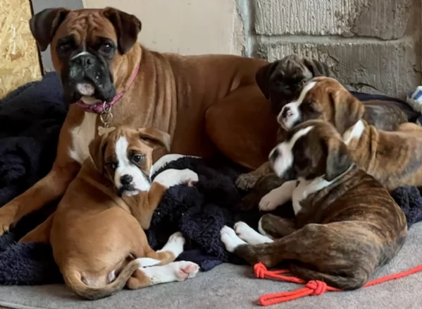 CUCCIOLI DI BOXER ALLEVATI CON AMORE per adozione | Foto 1