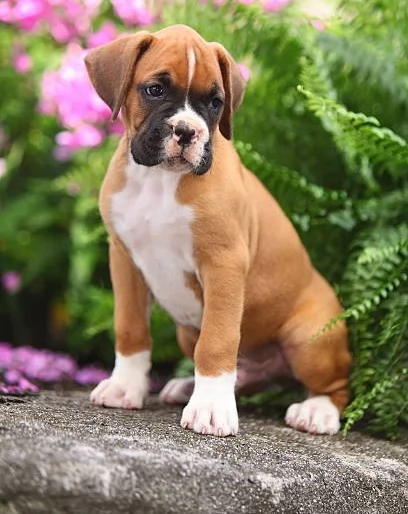 CUCCIOLI DI BOXER ALLEVATI CON AMORE per adozione | Foto 0