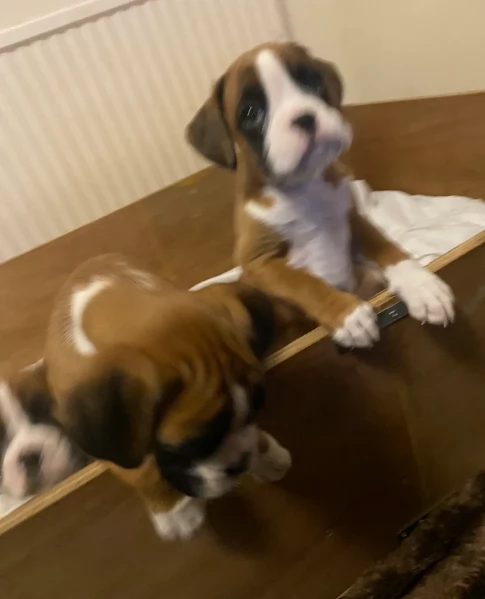 CUCCIOLI DI BOXER ALLEVATI CON AMORE per adozione | Foto 3