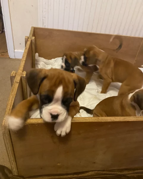 CUCCIOLI DI BOXER ALLEVATI CON AMORE per adozione | Foto 2