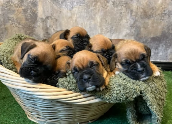 CUCCIOLI DI BOXER ALLEVATI CON AMORE per adozione