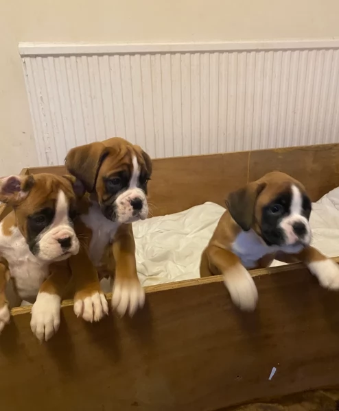 CUCCIOLI DI BOXER ALLEVATI CON AMORE per adozione | Foto 4