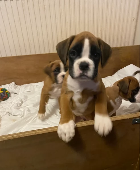 CUCCIOLI DI BOXER ALLEVATI CON AMORE per adozione | Foto 2