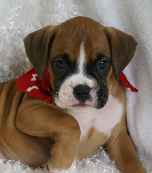 CUCCIOLI DI BOXER ALLEVATI CON AMORE per adozione