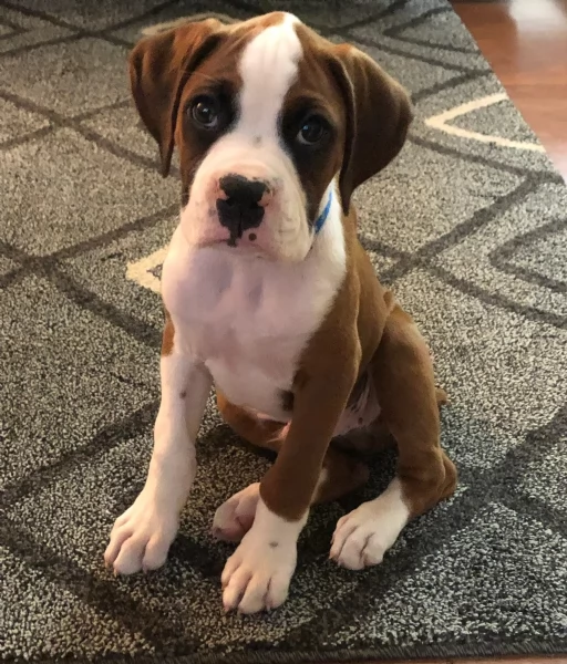 CUCCIOLI DI BOXER ALLEVATI CON AMORE per adozione | Foto 1