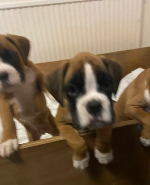 CUCCIOLI DI BOXER ALLEVATI CON AMORE per adozione | Foto 0