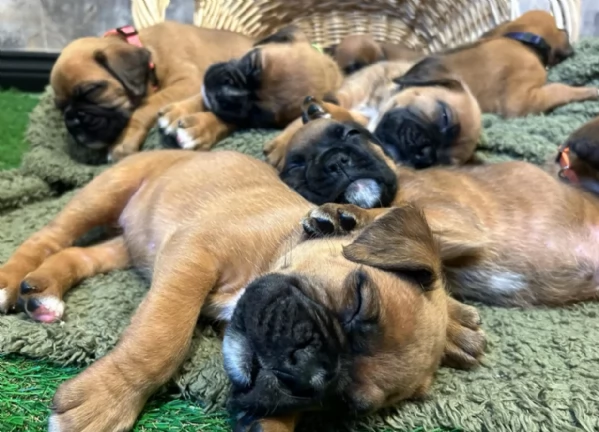 CUCCIOLI DI BOXER ALLEVATI CON AMORE per adozione