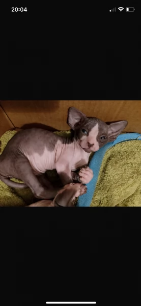 Sphynx cuccioli  | Foto 1