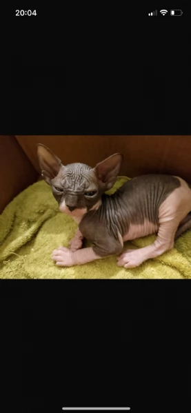 Sphynx cuccioli  | Foto 0