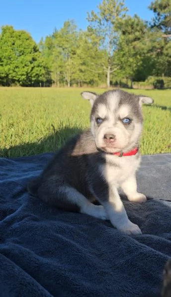 Cuccioli di Siberian Husky