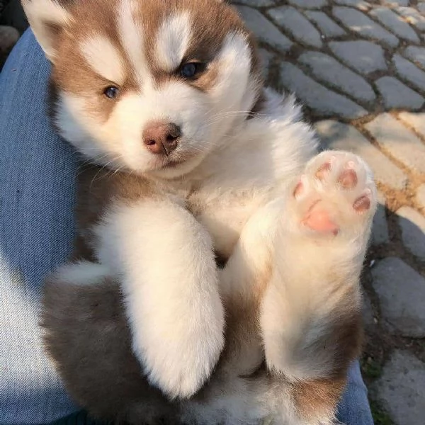 Siberian husky cuccioli 