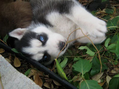 Siberian husky cuccioli 