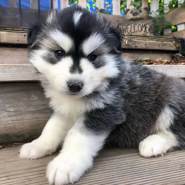 Siberian husky cuccioli 