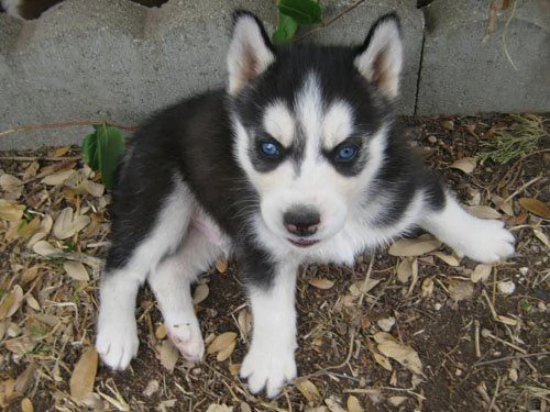 Cuccioli di siberian husky