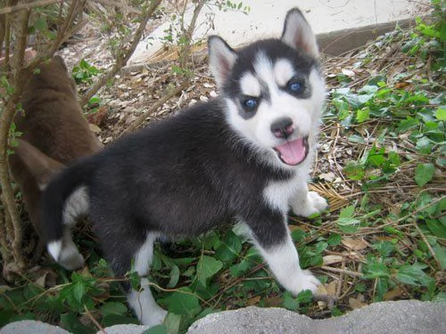 Cuccioli di siberian husky | Foto 0