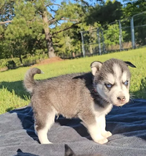 Due cuccioli di husky