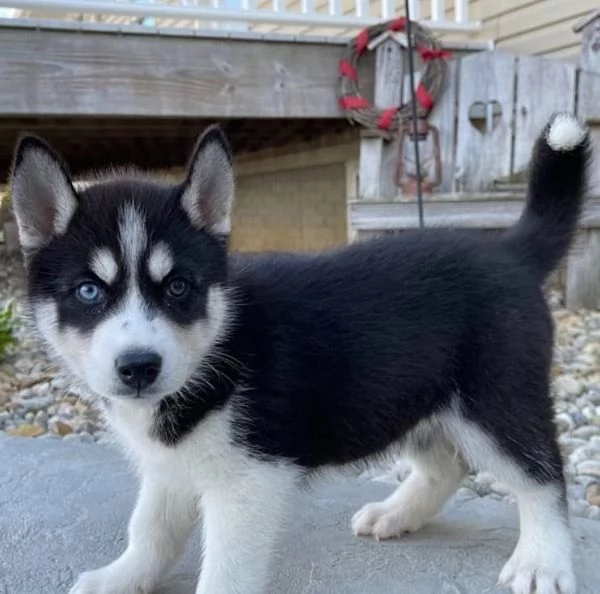 Cuccioli di Siberian Husky | Foto 0