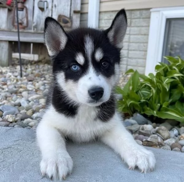 Cuccioli di Siberian Husky