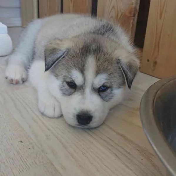 Siberian husky cuccioli