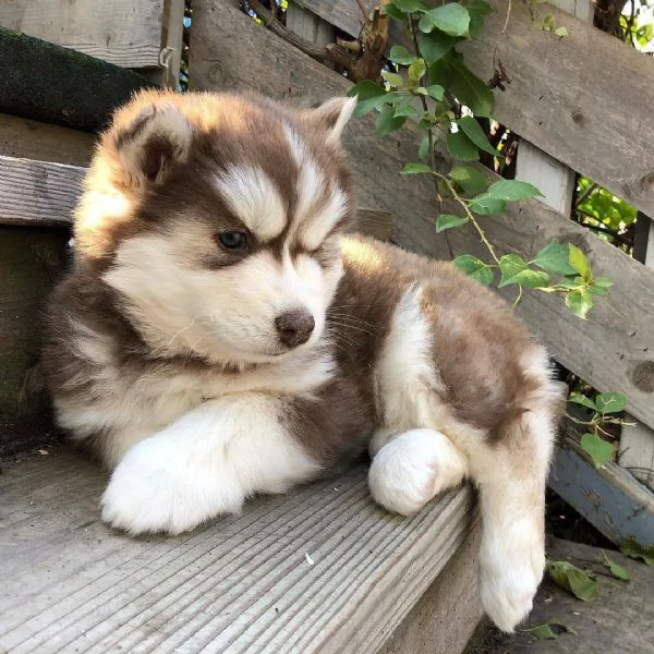 Siberian husky cuccioli 