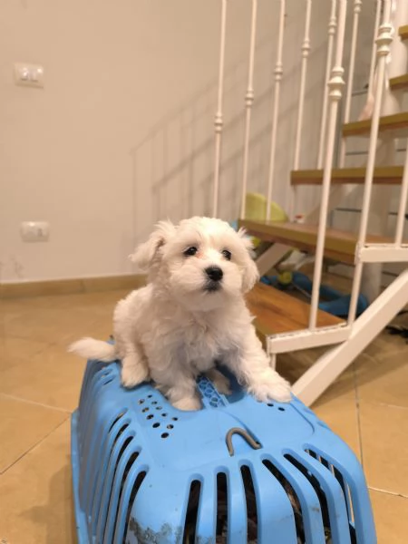 Cuccioli di Maltese 