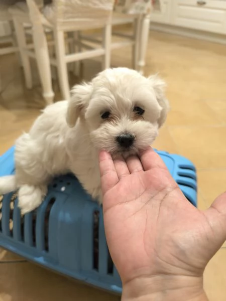 Cuccioli di Maltese  | Foto 0