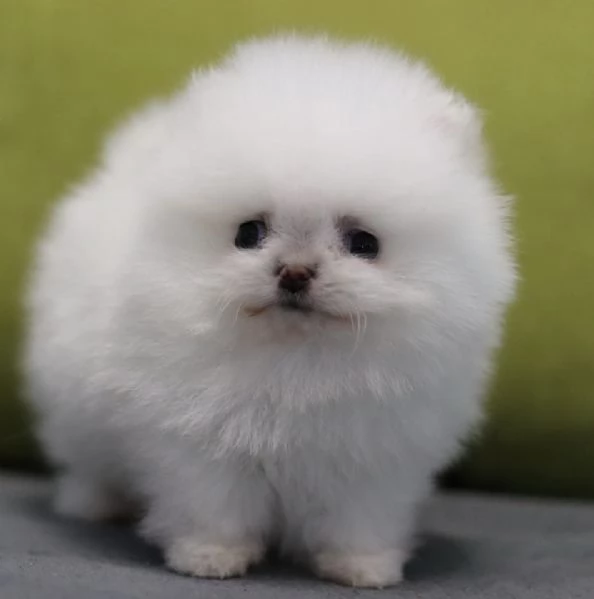 Cuccioli di Spitz Pomerania taglia mini