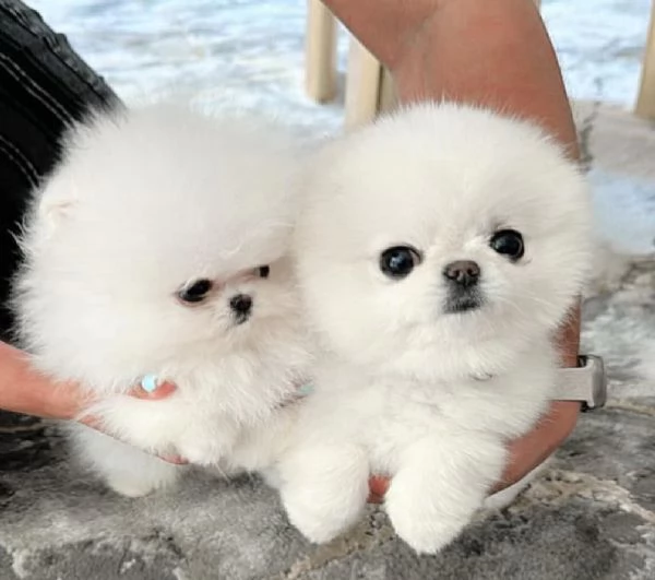 Cuccioli di Pomerania nani