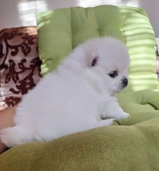 Dolci cuccioli di Spitz Pomerania disponibili