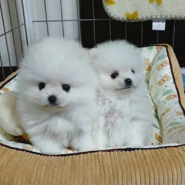 Cuccioli di Pomerania nani | Foto 0