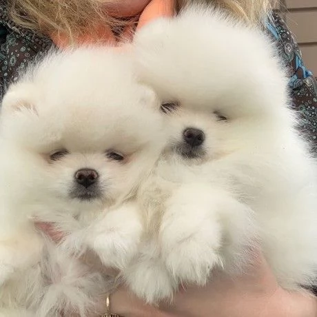 Adorabili e straordinari cuccioli di Pomerania in vendita