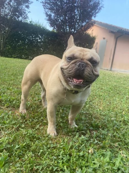 Regalo bulldog francese 