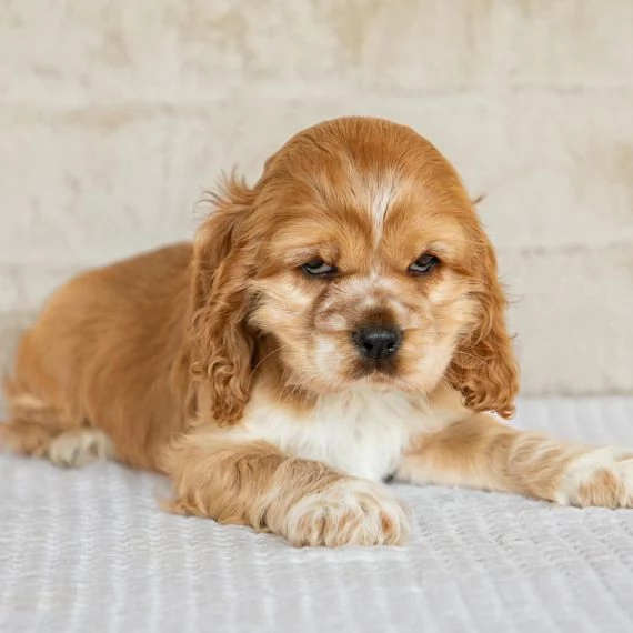 Regalo CUCCIOLI COCKER SPANIEL 1 maschio e 2 femmine I cuccioli verranno con PEDIGREE microchip v