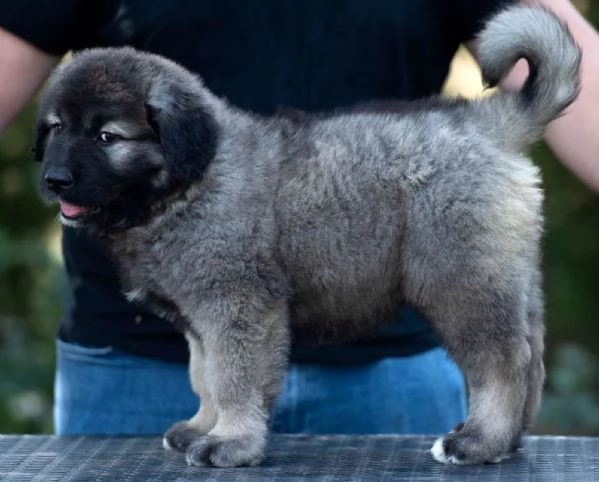 Pastore del Caucaso cuccioli | Foto 4