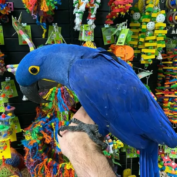 accogli un bellissimo Ara Giacinto nella tua casa