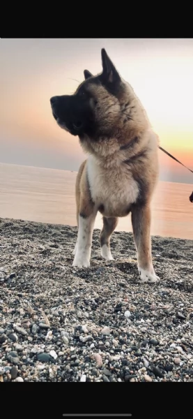 cuccioli di akita americani 