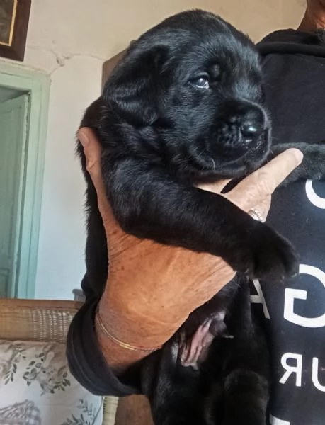 Disponibili cuccioli di Labrador 