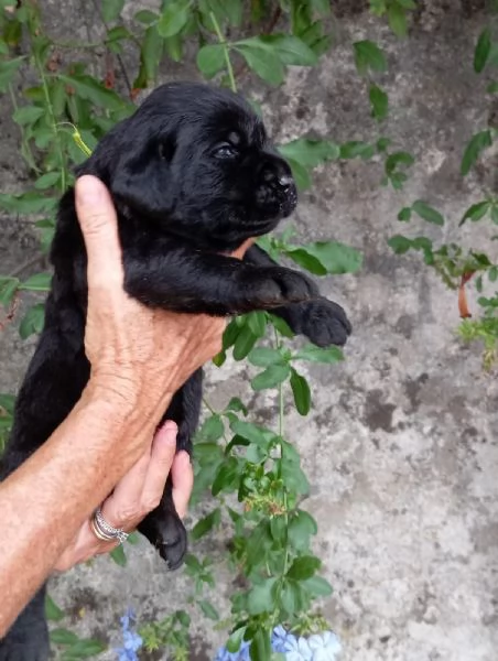 Disponibili cuccioli di Labrador  | Foto 4