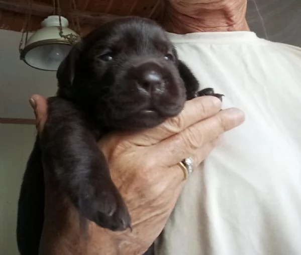 Disponibili cuccioli di Labrador  | Foto 3