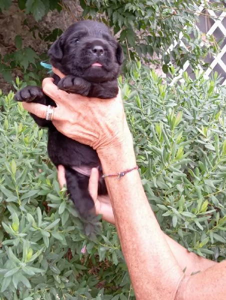 Disponibili cuccioli di Labrador  | Foto 1