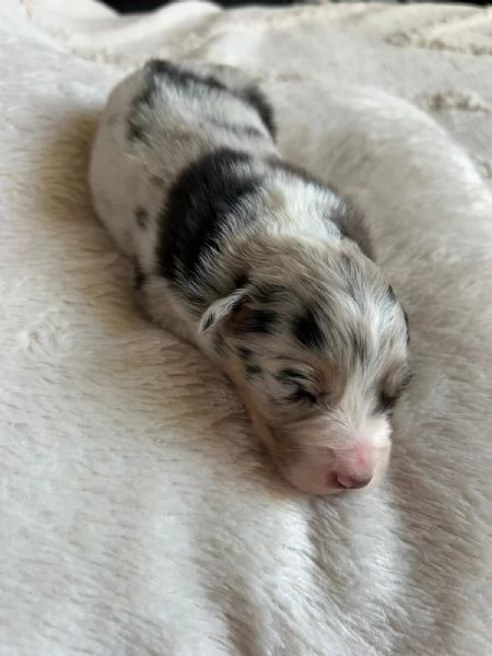 Cuccioli Australian shepherd  | Foto 4