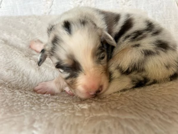 Cuccioli Australian shepherd  | Foto 1