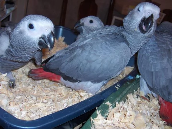 Stupendi Cuccioli di Pappagallo cenerino | Foto 0