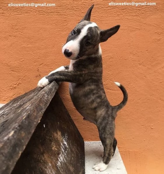  Regalo Cuccioli pitbull Disponibili bellissimi cuccioli di pitbull genitori visibili i cuccioli s