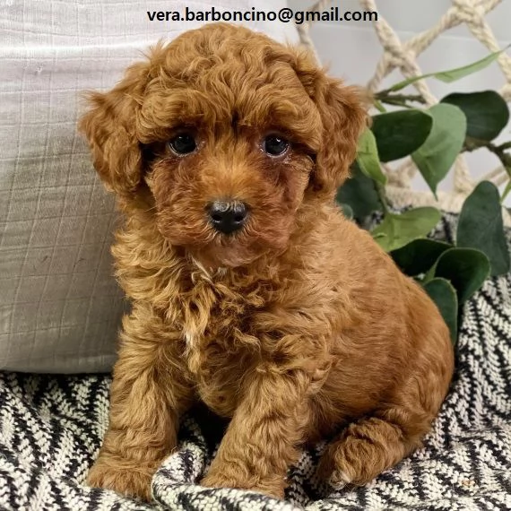 barboncino cuccioli cuccioli di barboncino disponibili i piccoli verranno ceduti dopo i 70 giorni d