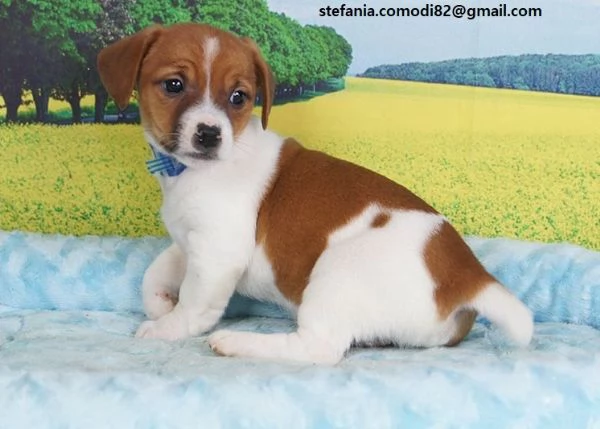 Regalo Jack Russell Terrier Cucciola di Jack Russell Terrier di 3 mesi e mezzo genitori visibili co